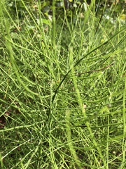 Equisetum arvense