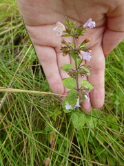 Clinopodium menthifolium ascendens