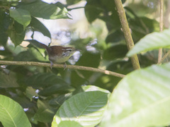 Thryophilus rufalbus