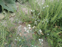 Heliotropium ellipticum