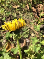 Taraxacum officinale