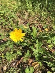 Taraxacum officinale