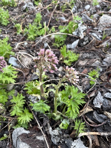 Petasites tatewakianus, photograph 4