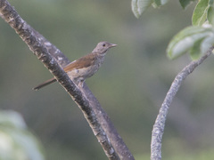 Turdus leucomelas