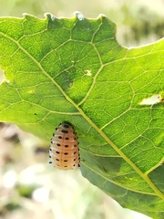 Chrysomela populi