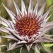 Silver Dollprotea - Photo (c) Richard Gill, some rights reserved (CC BY-NC), uploaded by Richard Gill