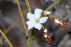 Drosera gigantea