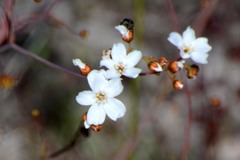 Drosera gigantea