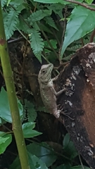 Diploderma polygonatum polygonatum
