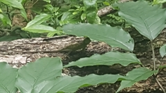 Diploderma polygonatum polygonatum