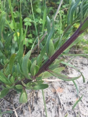 Lyperia