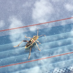 Neoclytus mucronatus