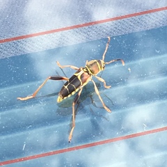 Neoclytus mucronatus