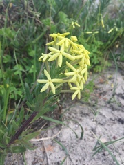 Lyperia