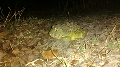 Pyxicephalus adspersus