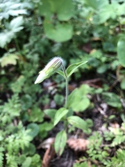 Silene latifolia alba
