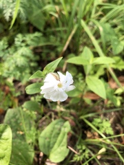 Silene latifolia alba