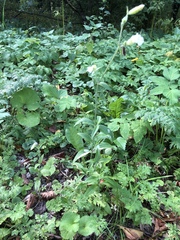 Silene latifolia alba