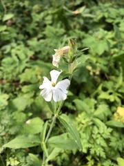 Silene latifolia alba