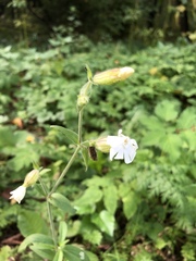 Silene latifolia alba