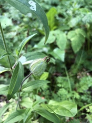 Silene latifolia alba