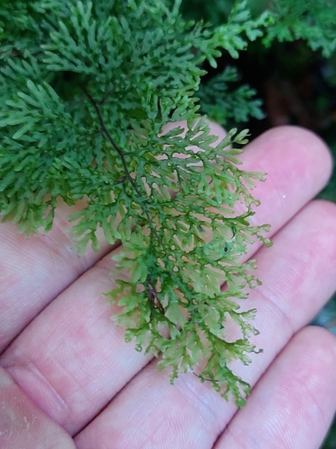 Image of Hymenophyllum flexuosum by no rights reserved