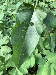 Rumex obtusifolius