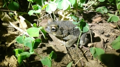 Sclerophrys pusilla