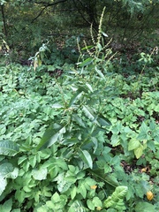 Rumex obtusifolius