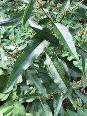 Rumex obtusifolius
