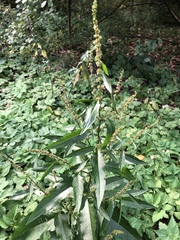 Rumex obtusifolius