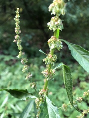 Rumex obtusifolius