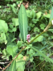 Persicaria maculosa