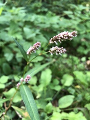 Persicaria maculosa