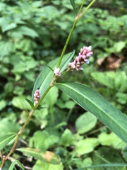 Persicaria maculosa