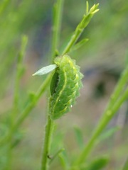 Callophrys rubi
