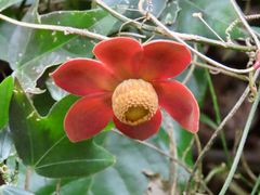 Uvaria littoralis, photograph Toby Y, CC BY, iNaturalist via GBIF