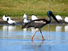 Ephippiorhynchus asiaticus australis