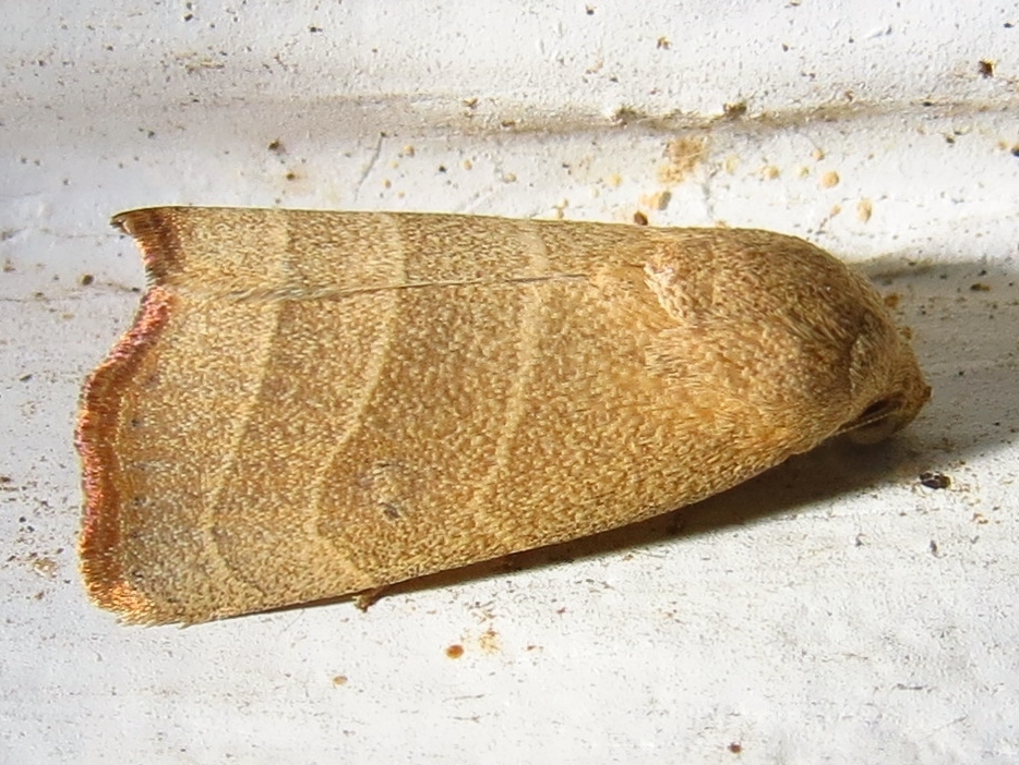Straight-lined Mallow Moth