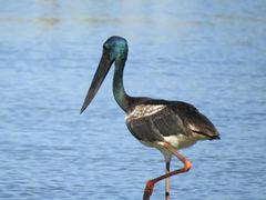 Ephippiorhynchus asiaticus australis