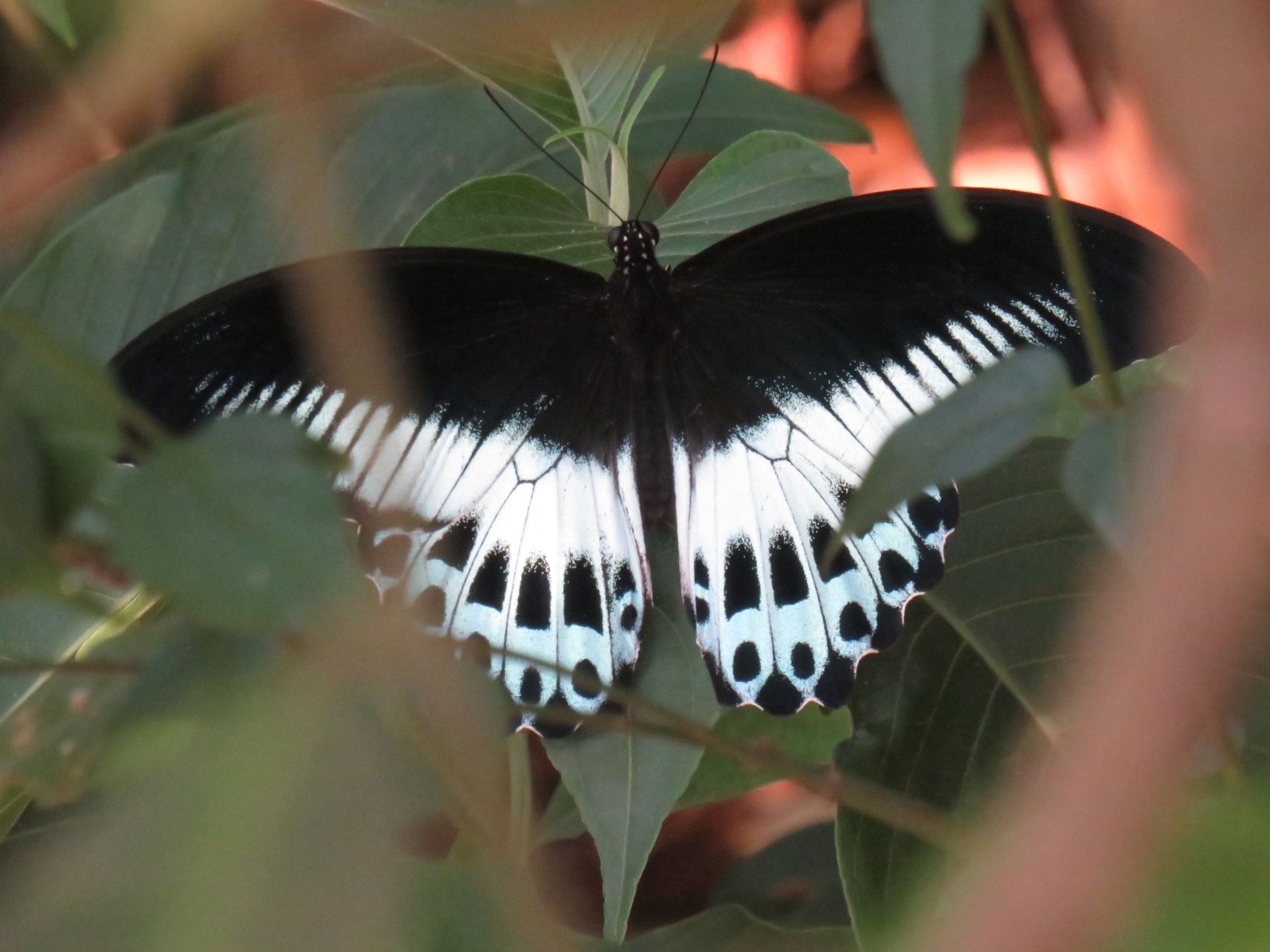 Island Mormon