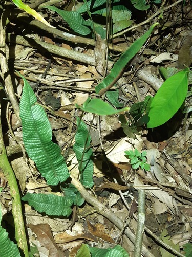 Thelypteris simplex iNat (2)