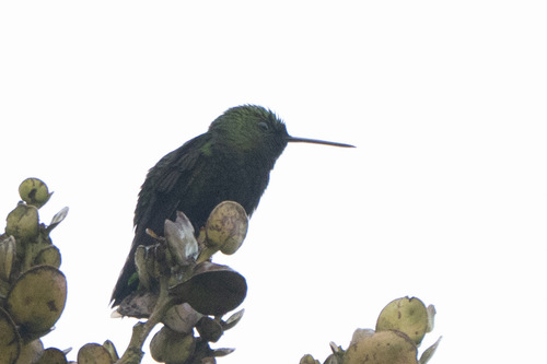 Black-thighed Puffleg (Eriocnemis derbyi), photo 10