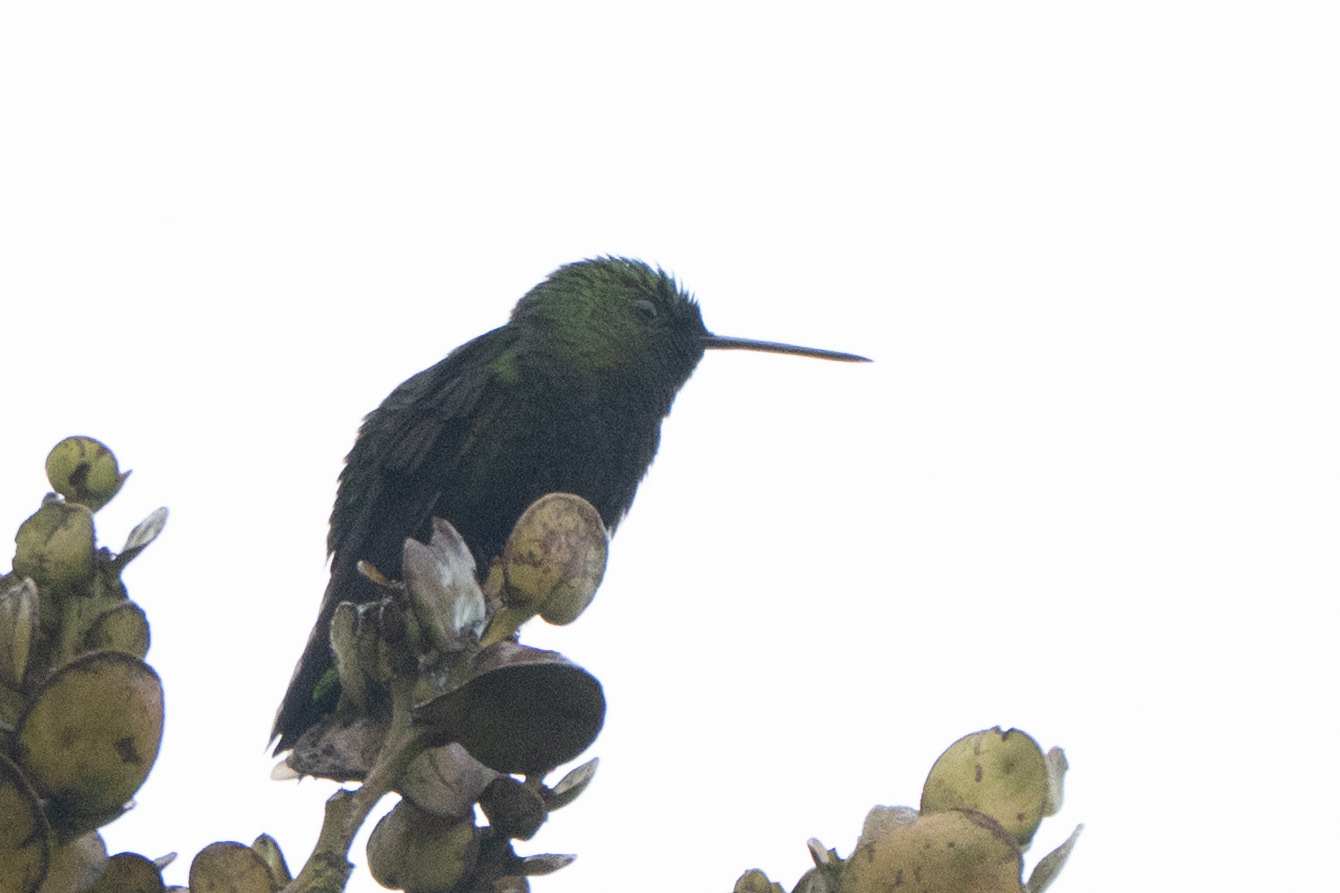 Black-thighed Puffleg (Eriocnemis derbyi), photo 4