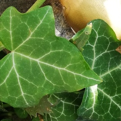 Hedera helix