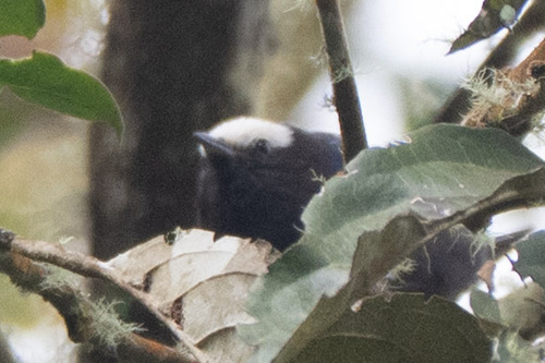 Capped Conebill (Conirostrum albifrons), photo 9