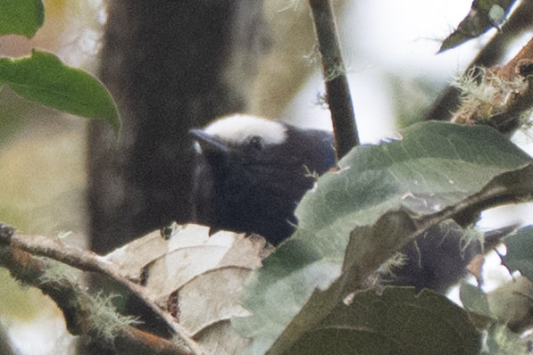 Capped Conebill (Conirostrum albifrons), photo 10