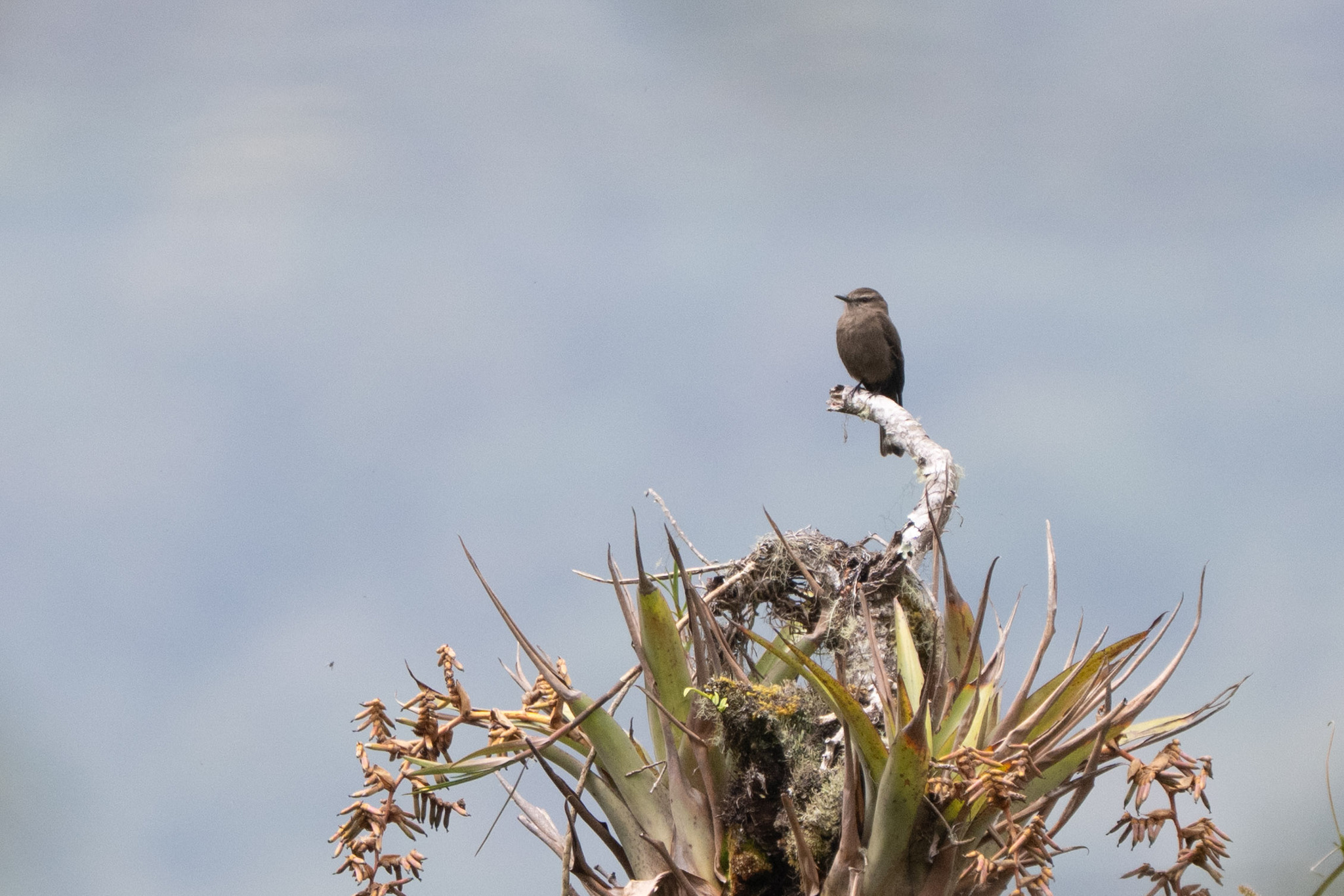 Smoky Bush Tyrant (Myiotheretes fumigatus), photo 3