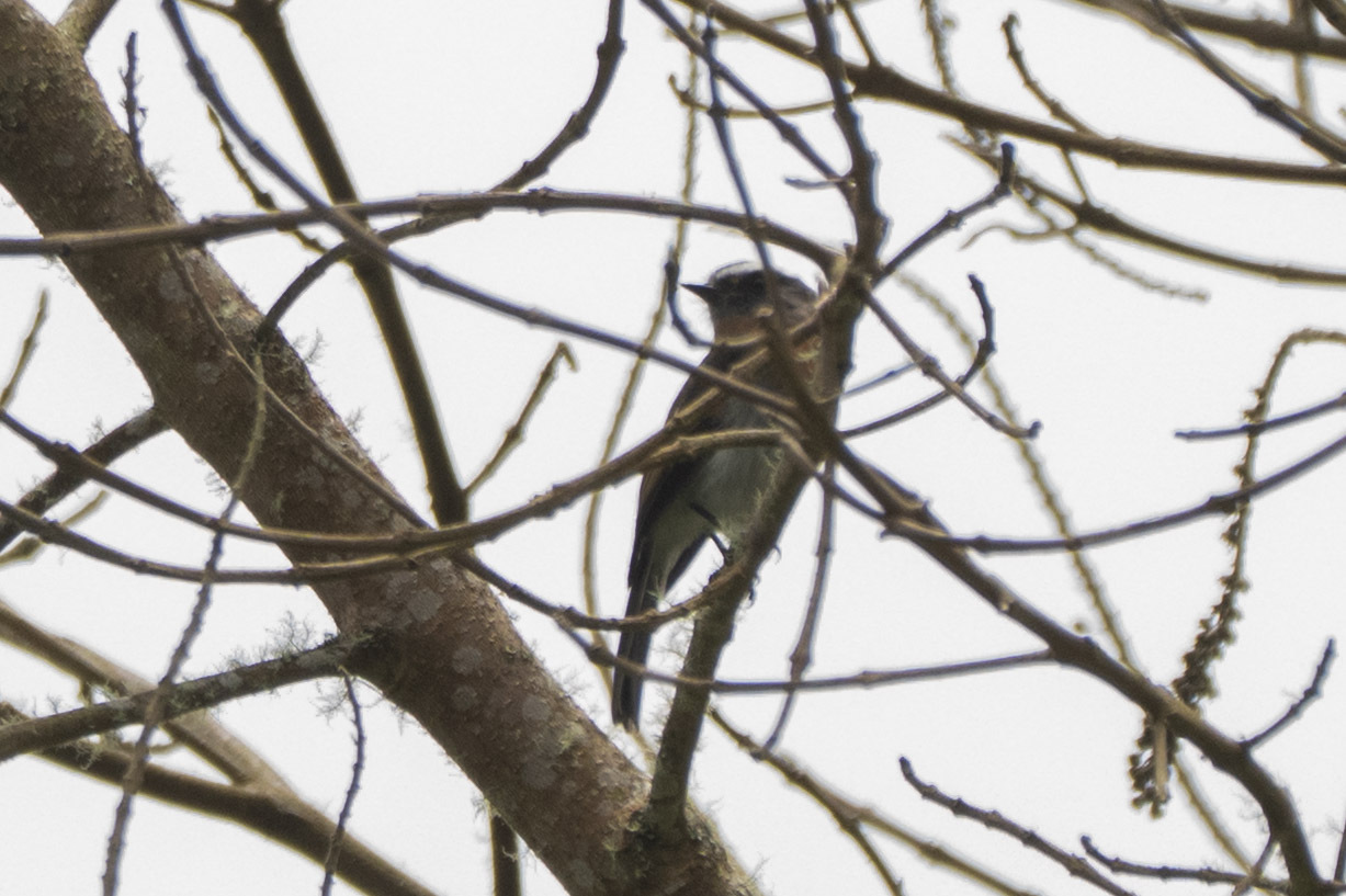 Rufous-breasted Chat-Tyrant (Ochthoeca rufipectoralis), photo 5