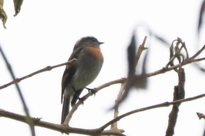 Rufous-breasted Chat-Tyrant (Ochthoeca rufipectoralis), photo 4
